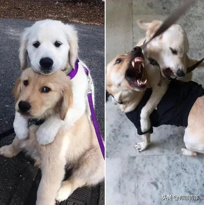 医生说我家猫很有性格,医生说我的猫有点傻