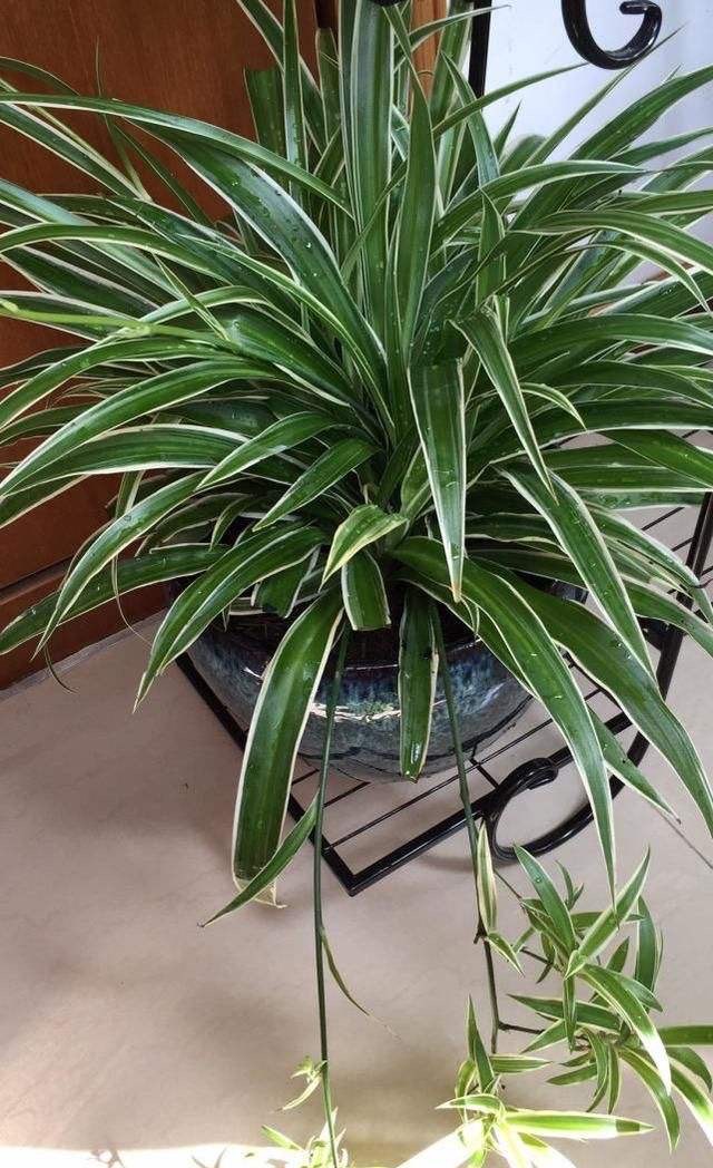 吊兰黄叶干尖怎么回事,吊兰干尖黄叶怎么办