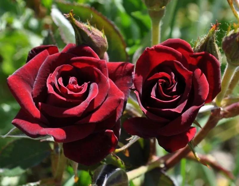 红的月季花,红的发黑玫瑰品种