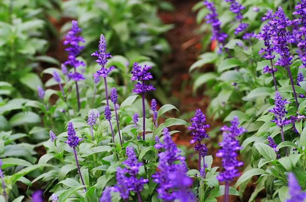 幻梦般的紫色花海，准备一把鼠尾草的种子，4个步骤即可实现