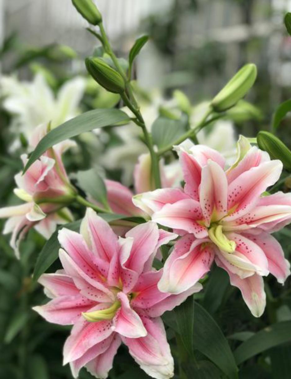 百合花如何养才能活得时间更长,百合花养花怎么才能让花期持久