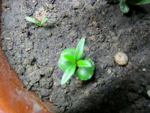 石榴盆栽的养殖方法和注意事项,室内适合养什么品种的石榴盆栽