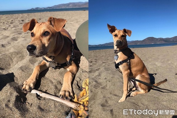 只想养一只比熊,只想养比熊犬