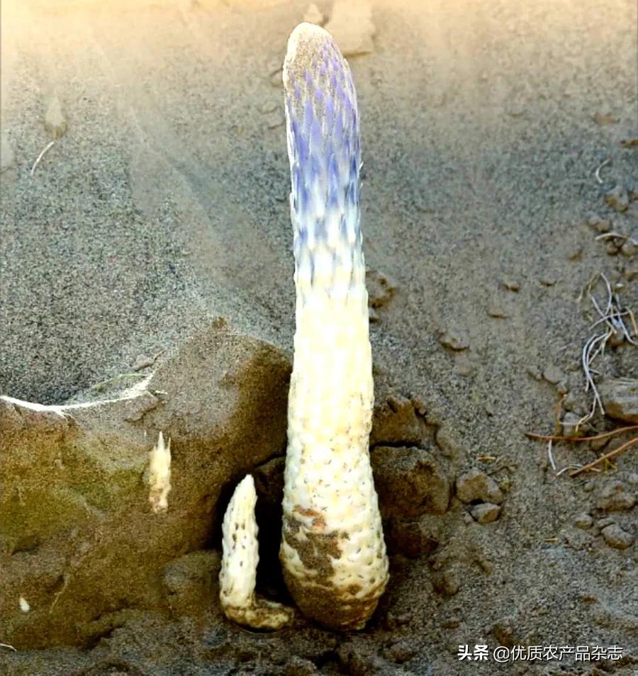 沙漠植物药用价值,沙漠濒危药用植物