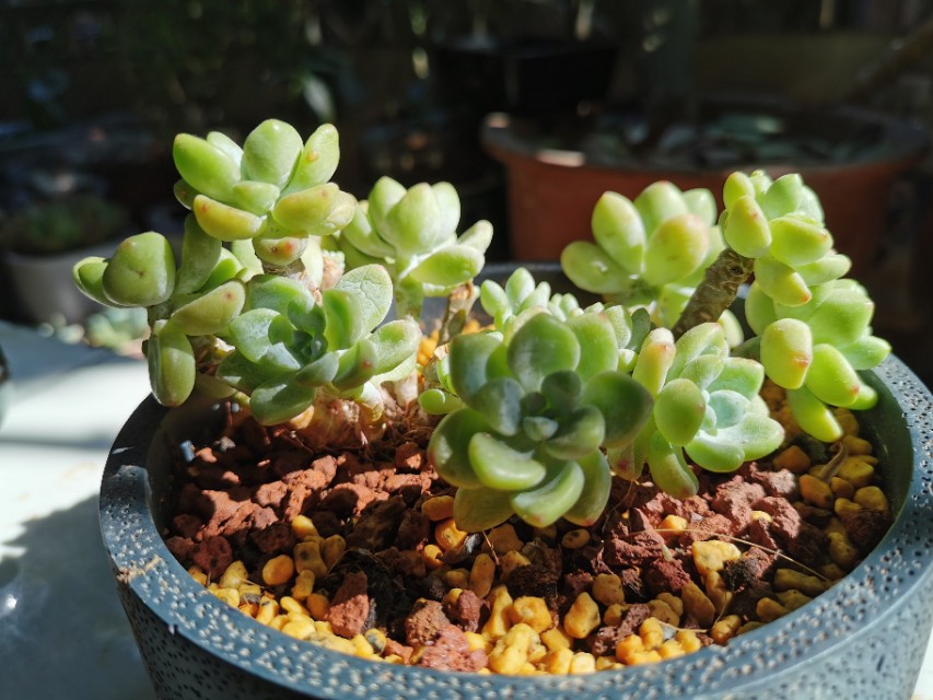 又美又好养还爱爆盆的多肉品种,什么品种的多肉好看又好养