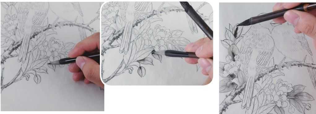 蜡嘴雀工笔画,蜡嘴鸟画画教程