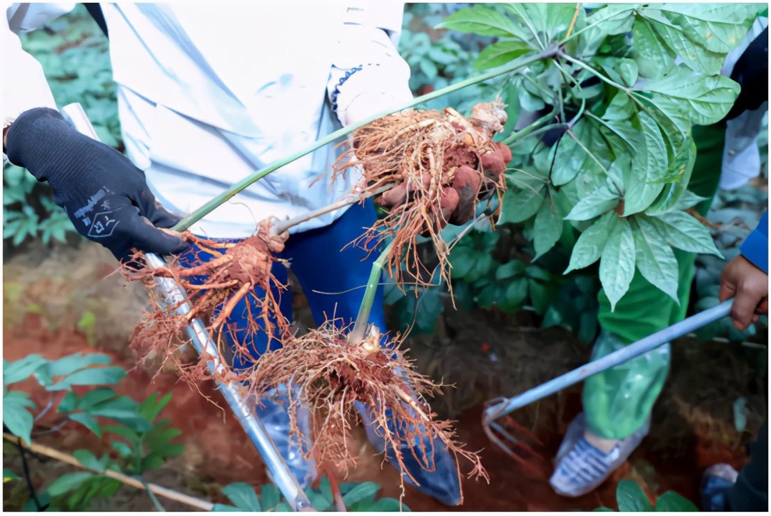 无限极“有料”的三七：品质高、品相优