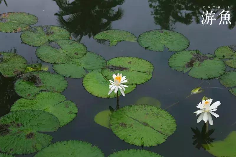希尔顿兴隆湖,希尔顿酒店兴隆店