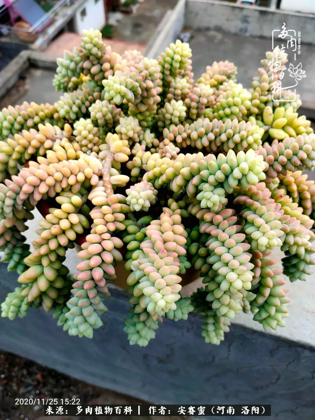 现在是多肉最美的季节,多肉最美的季节来啦