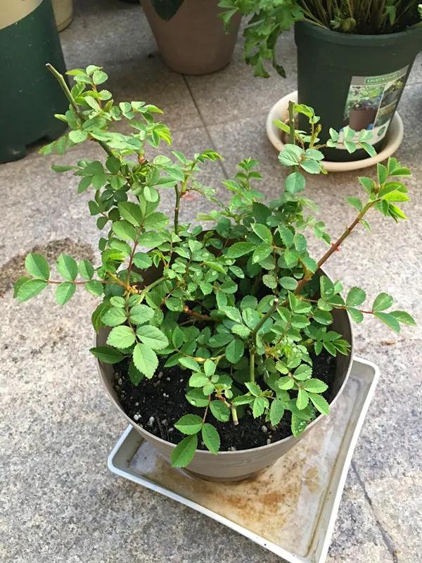 网购的月季花苞都垂头了怎么办,太阳暴晒后月季花苞垂头怎么办