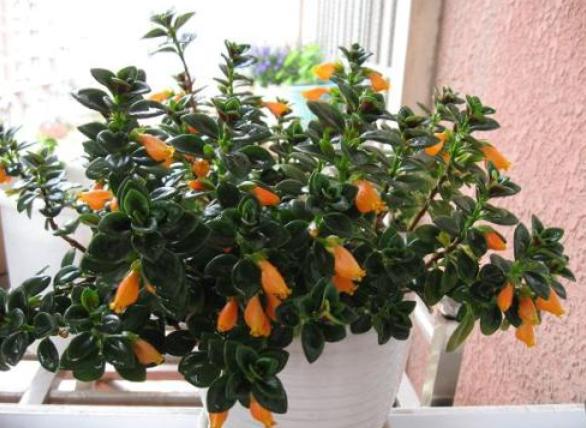 吊兰的养护方法和技巧,白玉金心吊兰和卷叶吊兰的区别