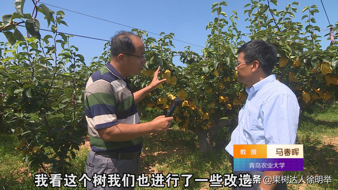 老徐谈农业好视频,老徐带你逛果园