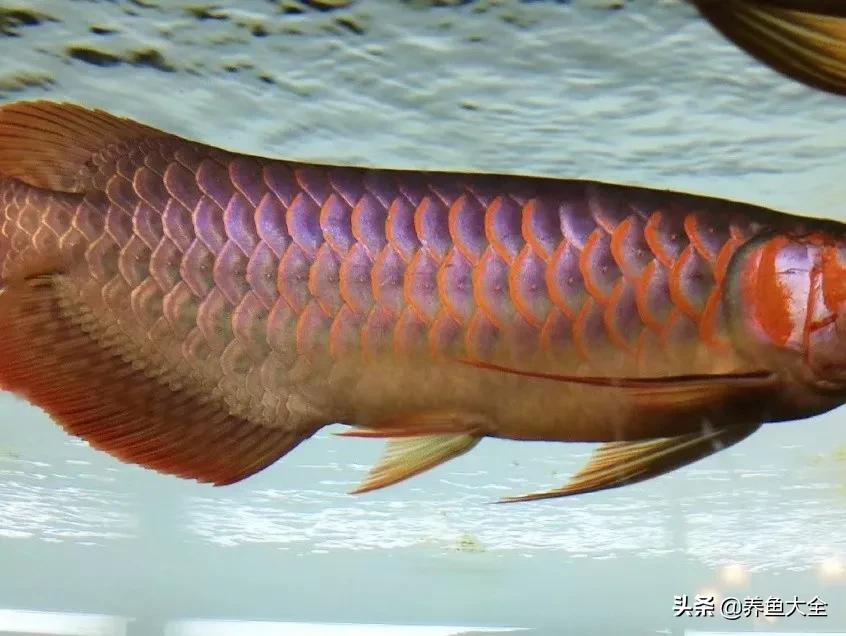 养红龙苗,养红龙如何搭配其他鱼