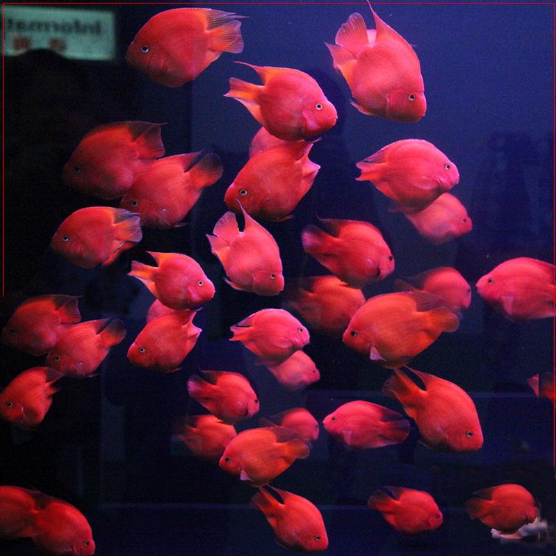 鹦鹉鱼有黑斑是怎么回事,鹦鹉鱼长黑斑是什么原因