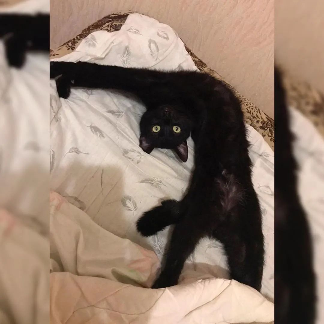 猫是一种液体吗看完长知识了,猫是液体猫咪吗