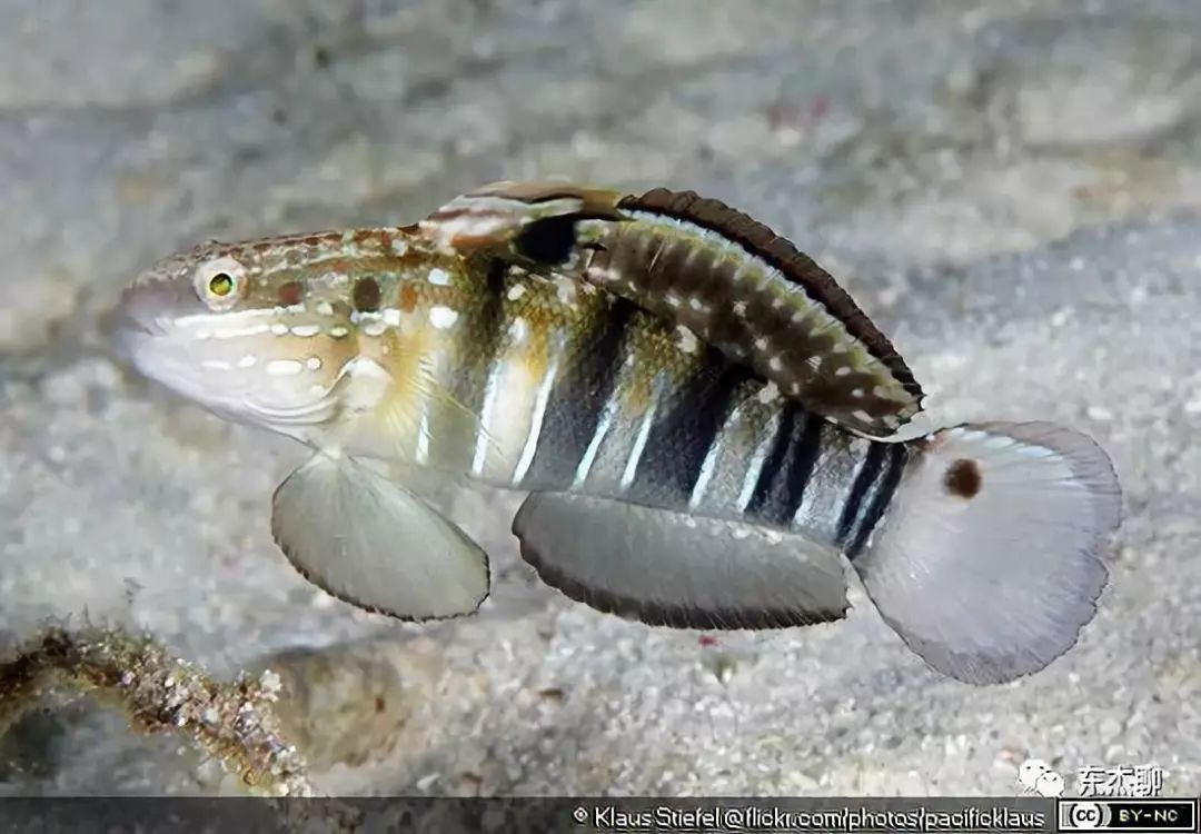 鱼缸里可以养的海水鱼有哪些,哪些海水鱼可以繁殖