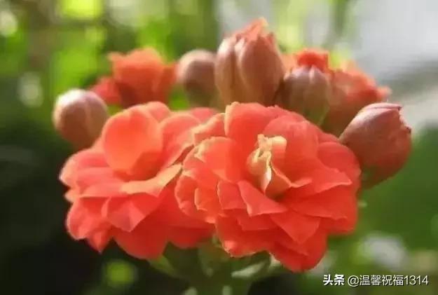 长寿花母亲节,母亲节长寿花视频
