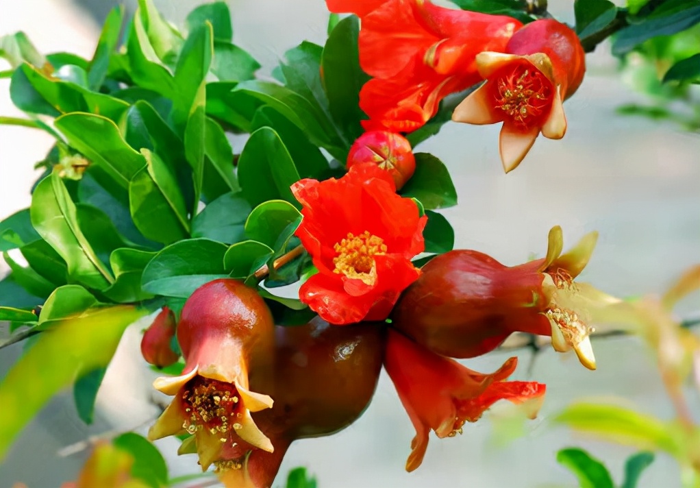 代表中国的国花有哪些,中国的各国的国花是什么花