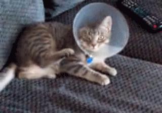 伊丽莎白圈猫咪,伊丽莎白圈有危险吗