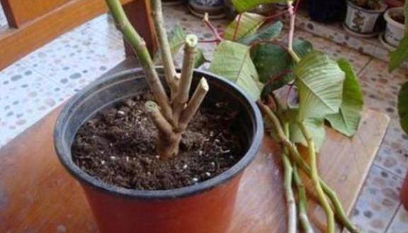 植物修剪的方法和技术要点,长寿花怎么修剪株型好看图片