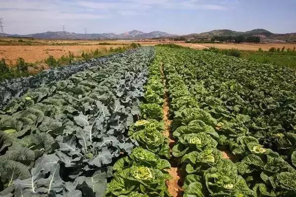 一个有机农场的商业探索