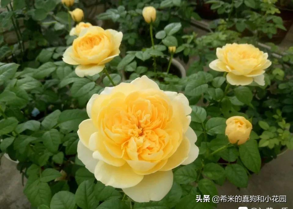 苦尽甘来栀子花,苦尽甘来推荐