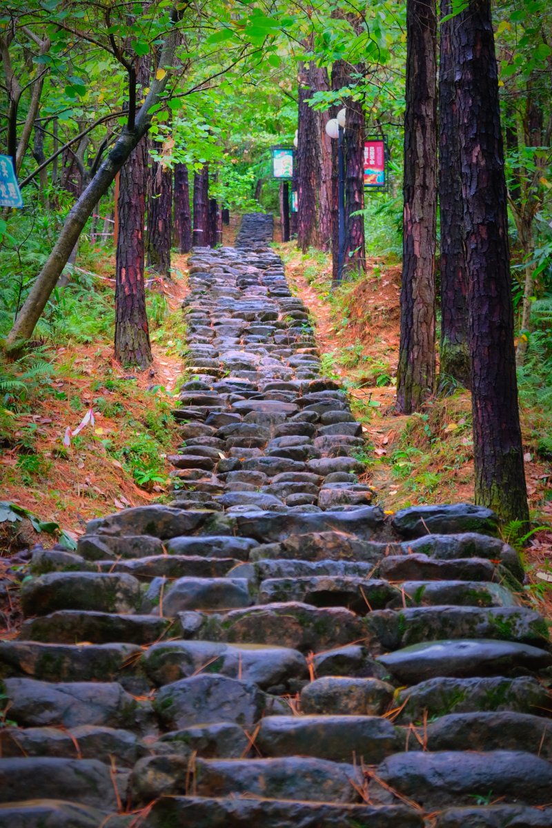 云浮南山森林公园锦鸡,云浮南山森林公园航拍