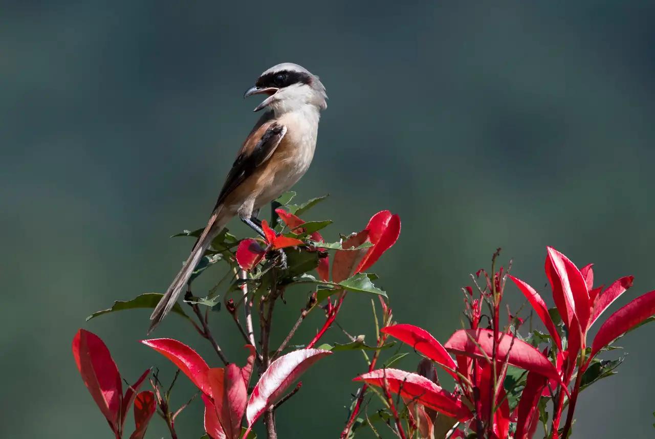 野草也有春天图片,野草的散文
