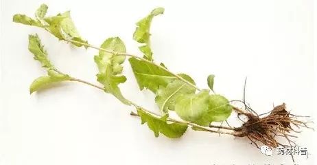 痛风与风湿的区别专用药,痛风用治疗风湿的中药可以吗