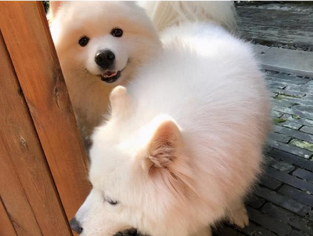 萨摩耶有体臭吗,萨摩耶犬体臭重吗