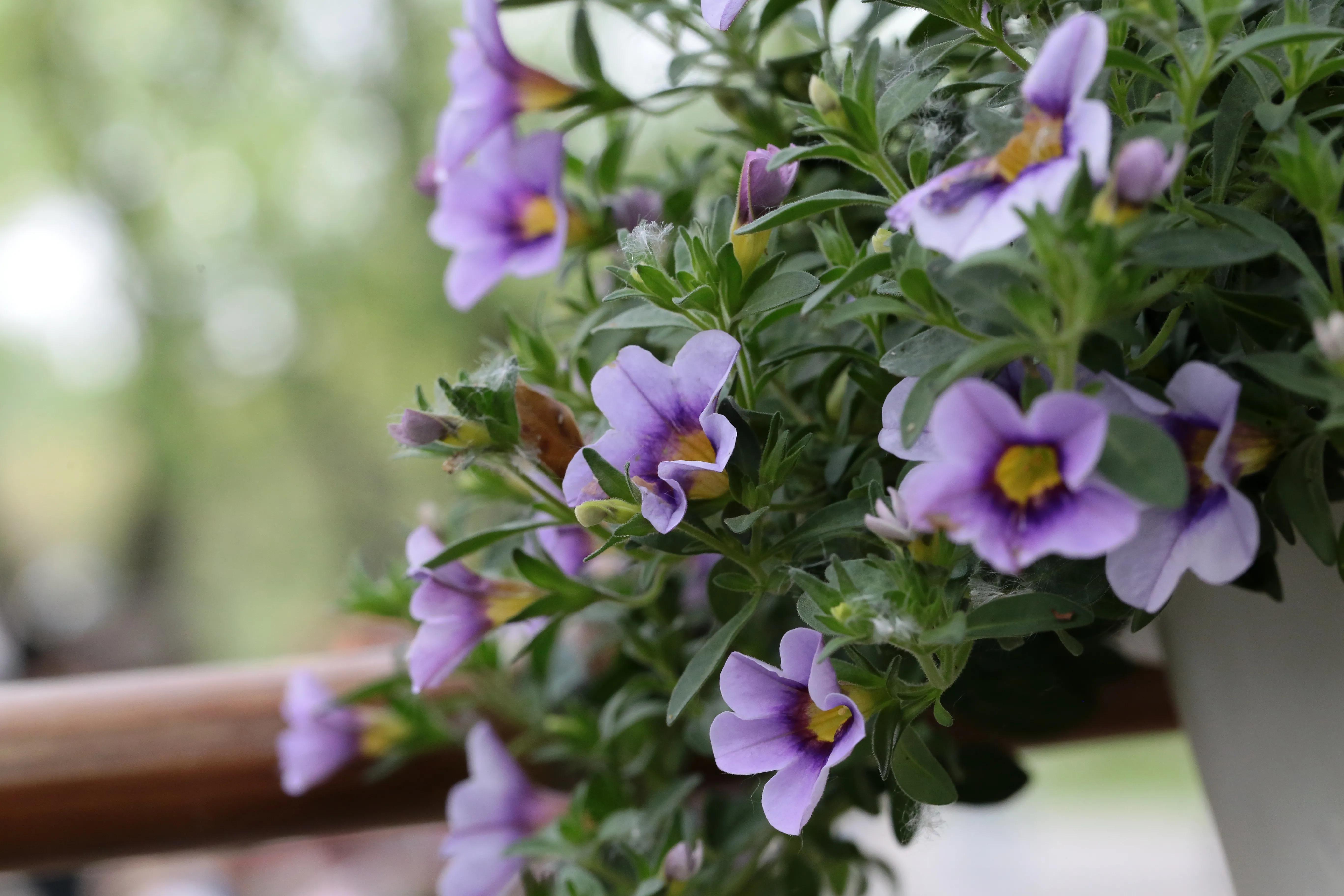 西溪湿地花朝节花草集（2）