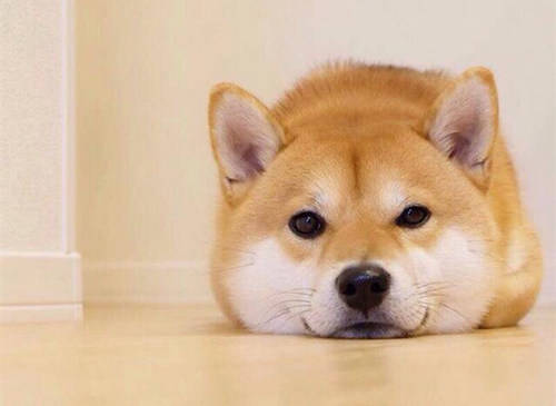 柴犬串串吃什么狗粮,柴犬专用狗粮推荐