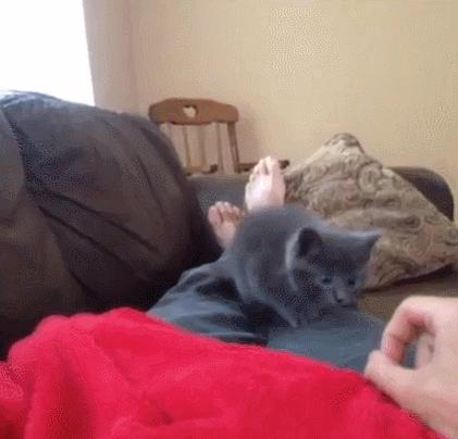 如何训练一只猫,如何训练一只猫用猫砂