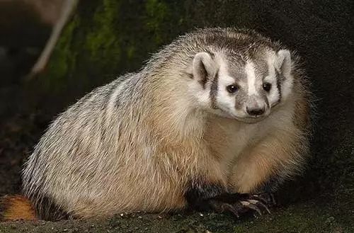 最有效的治愈动物,哪些动物能自己治疗病