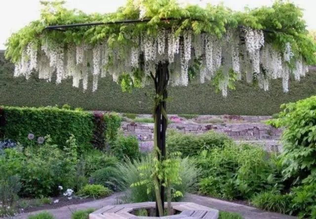 紫藤中最有名的品种叫什么名字,非常好种不需要太阳的紫藤品种