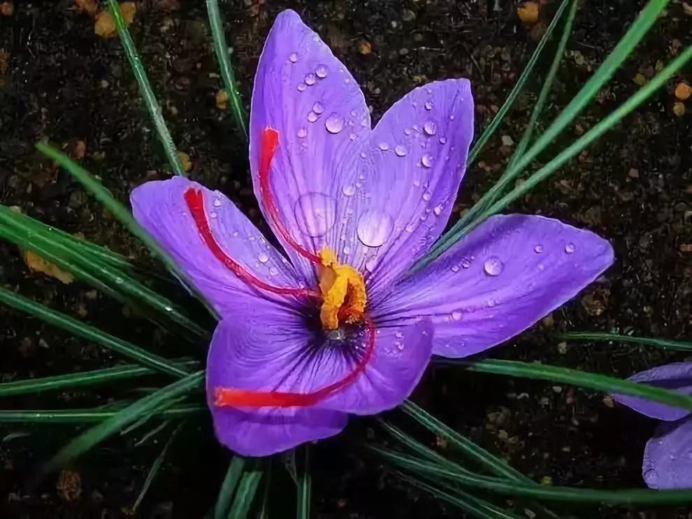 名贵植物排名前十名,十大天价的花卉