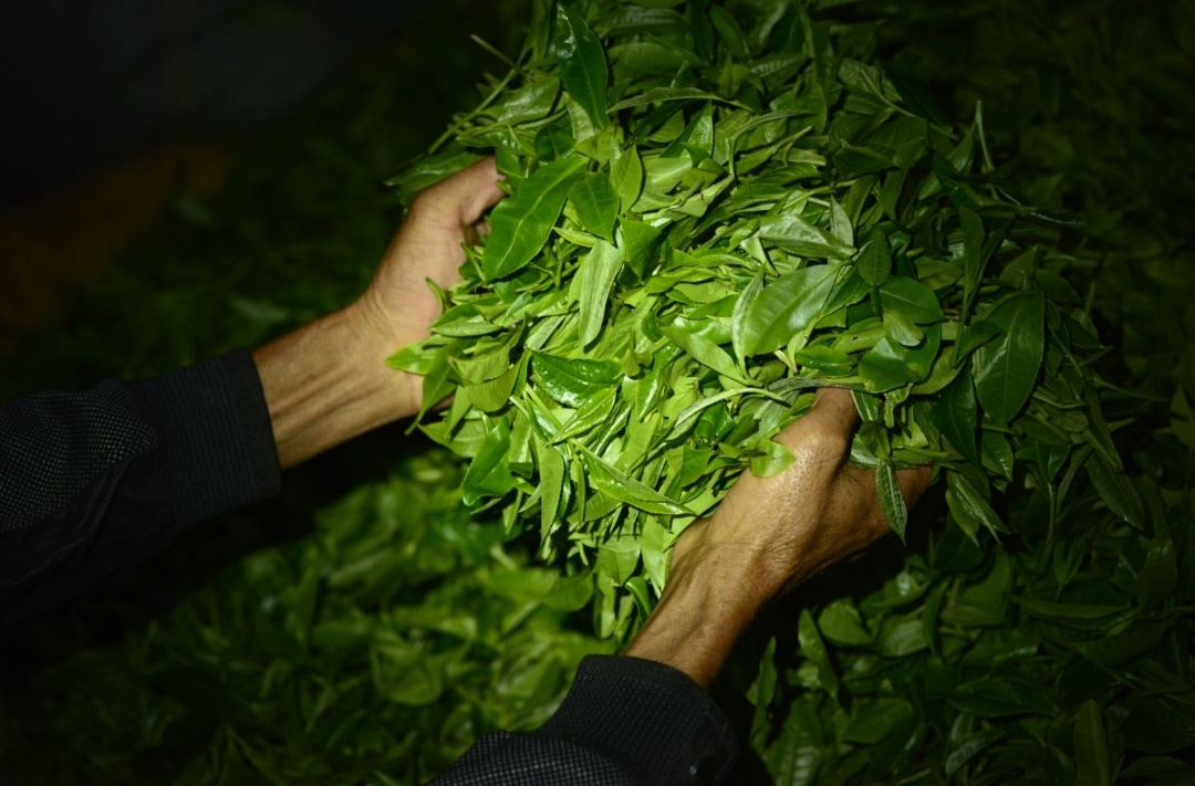 无与伦比的兰花香,低迷的铁观音,茶叶王国里铁观音的兴衰成败