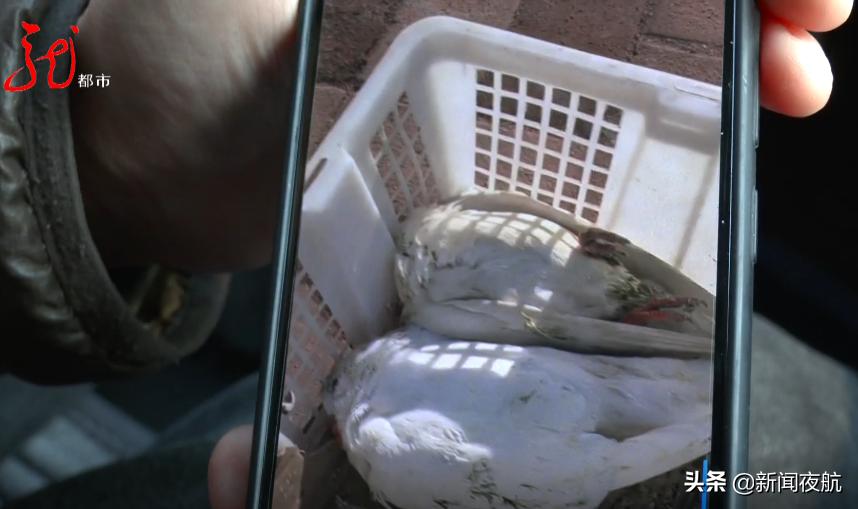 快递鸽子七天会死吗,快递七天途中鸽子会饿死吗