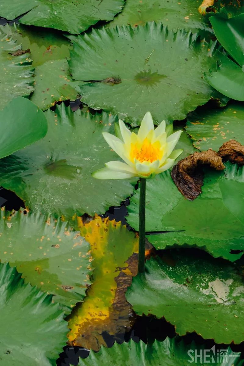 现在的蛇口,南头蛇口