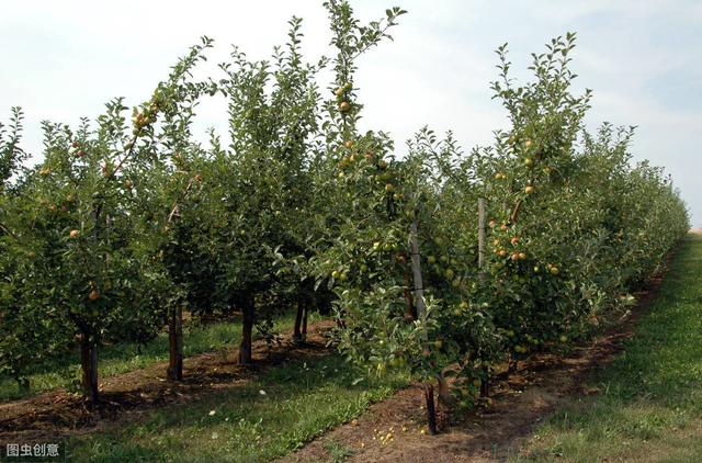 苹果病虫害的防治原则,苹果病虫害防治最新