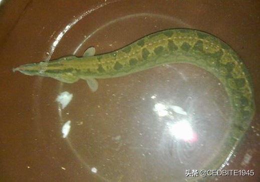 有趣的鱼——罕见的轮胎龙和常见的伪轮胎龙(大刺鳅)