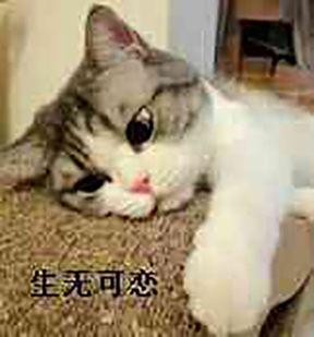 爱敬和ysl哪个气垫好用,ysl气垫和爱敬气垫哪个好