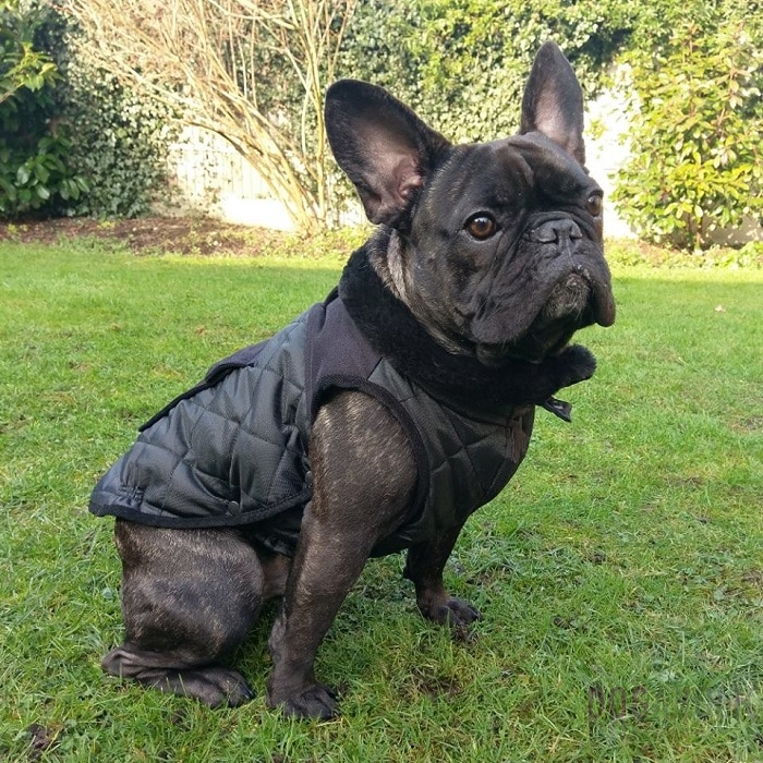 世界上最昂贵的10只狗,世界上十大最名贵的犬种附图