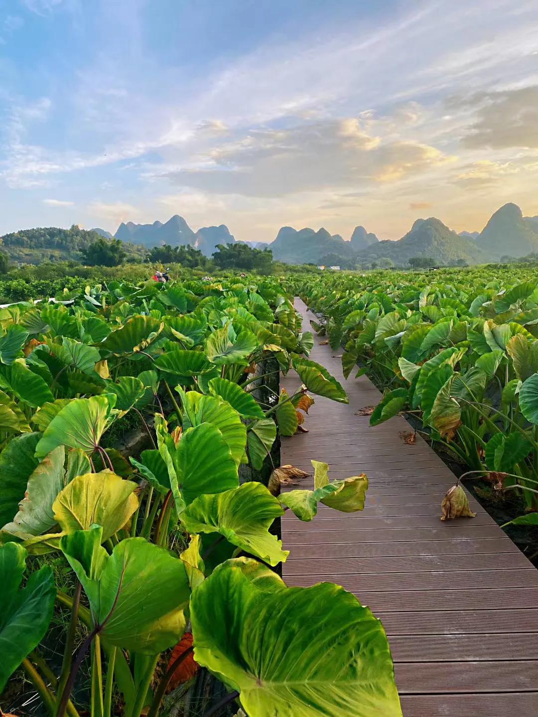 荔浦芋头蛋糕为什么火,荔浦芋头为什么煮了很久还是脆的