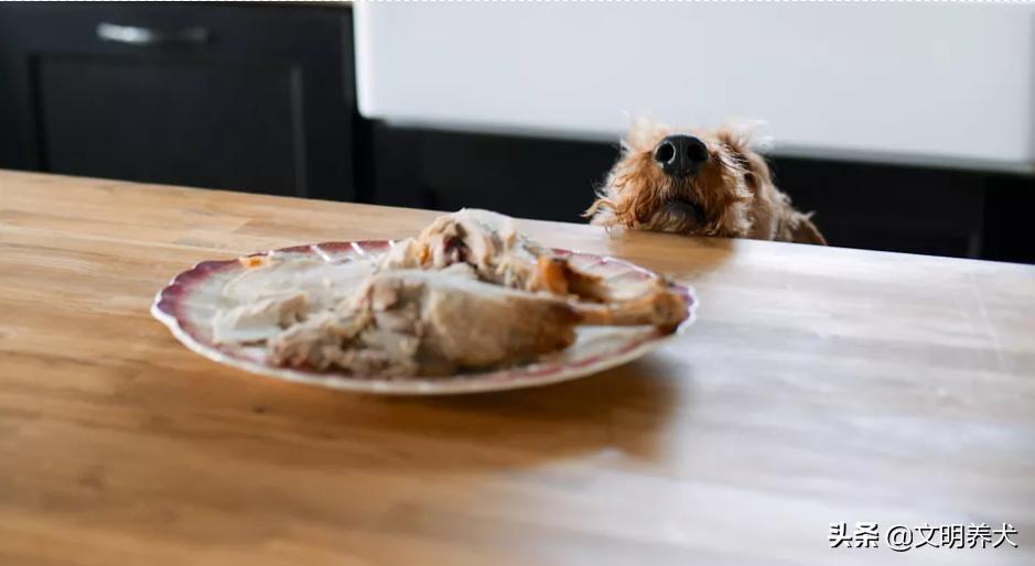 狗狗喜欢蹦起来扑人需要吃什么,狗狗喜欢把食物叼到鞋子上吃