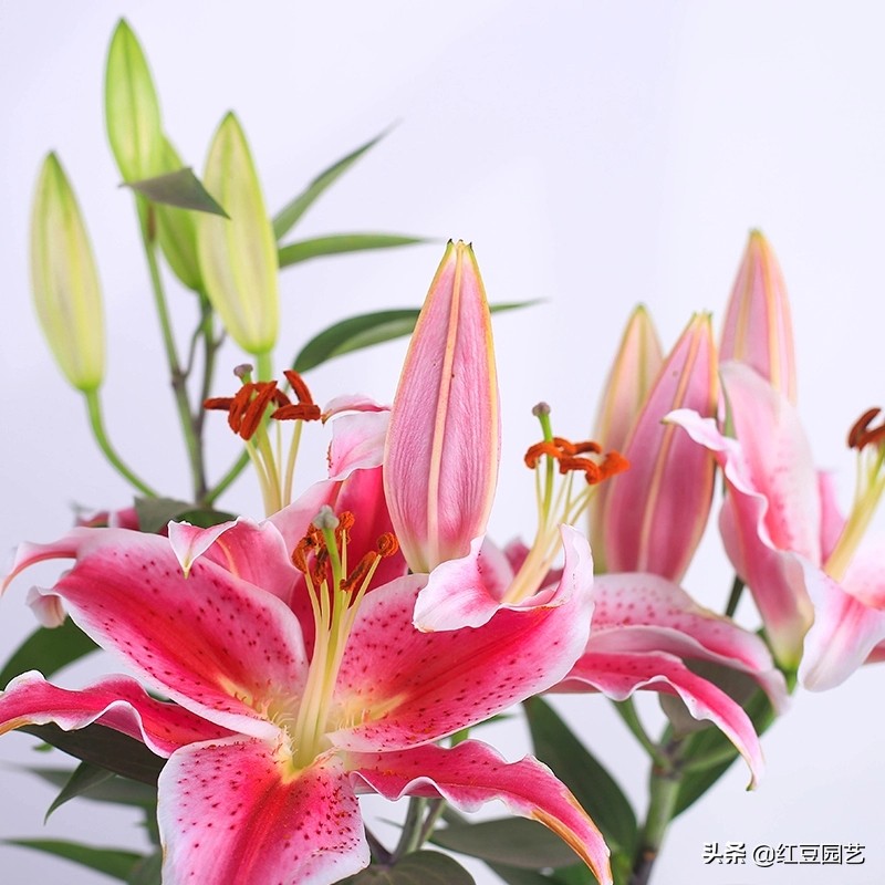 香水百合怎么养才第二次开花,香水百合怎么养才能开花