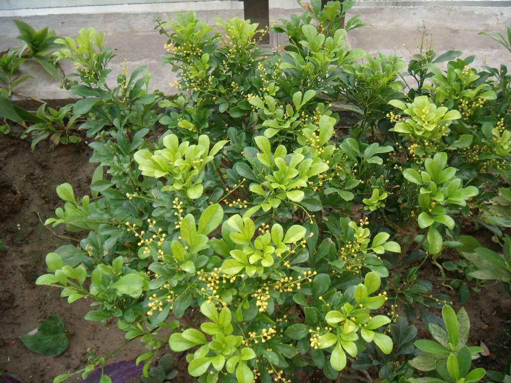 米兰花换土后要马上浇水施肥吗,米兰花怎样浇水施肥