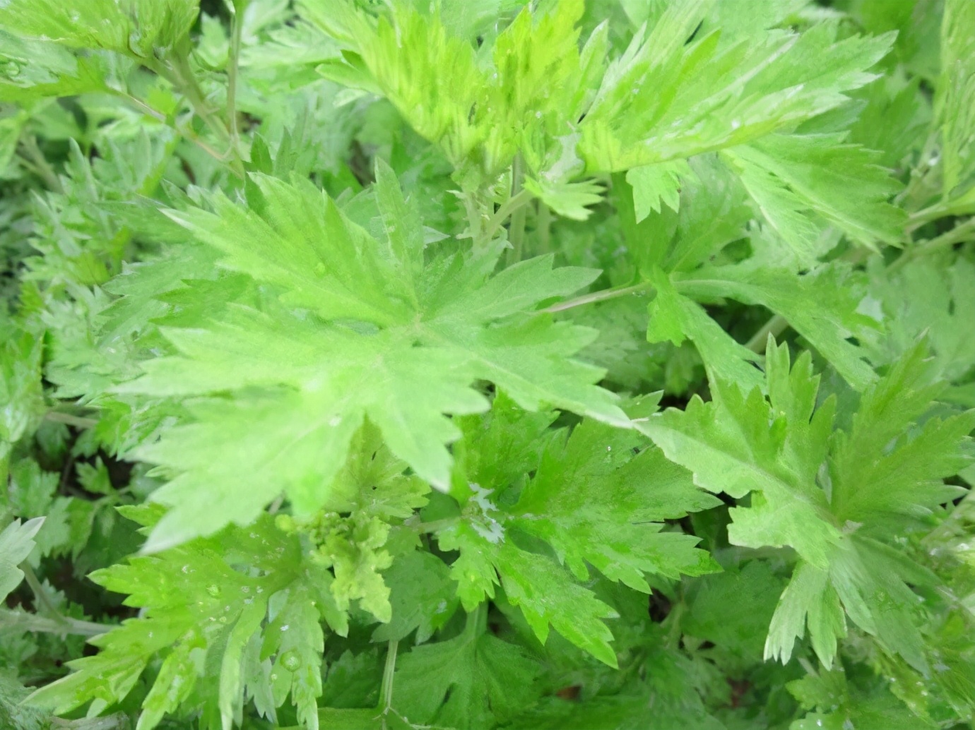 隋唐大医禅师四祖：传奇医案之蕲艾蒿治烂肠瘟