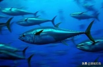 国企扎堆选择石岛，何为？