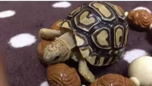 重口味慎入！美女玩起了大肉虫子，竟盘得又红又亮！